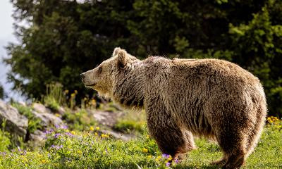 Run for Bears - Spendenlauf fürs Arosa Bärenland - Project image